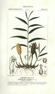 Stipple Prints: Ginger root