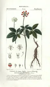 Stipple Prints: Ginseng