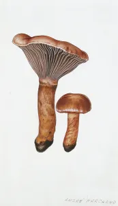 Basidiomycota Prints: Gomphidius rutilus