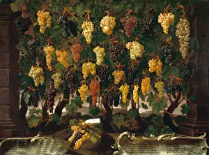 Bartolomeo Bimbi Prints: Grapes
