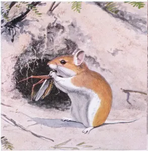 Images Dated 1st September 2021: Grasshopper Mouse dining on an insect