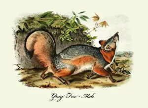 1850s Prints: Gray Fox