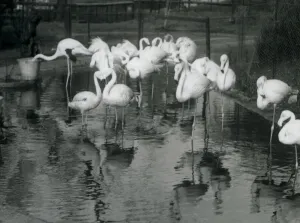 Greater Flamingos on their pond at London Zoo, 1926 (b/w photo) Greater Flamingos on their pond at London Zoo, 1926 (b/w photo)