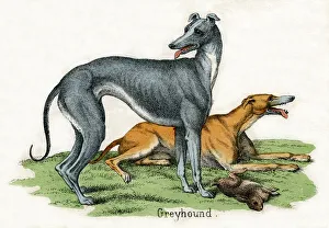 Two Greyhounds, from The Natural History of Animals, 1859 (hand-coloured engraving) Two Greyhounds, from The Natural History of Animals, 1859 (hand-coloured engraving)