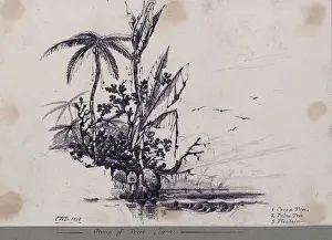 Greenery Prints: Group of trees.... Java. 1. Cocoa Tree, 2. Palm Tree, 3. Plantain, 1818 (graphite)