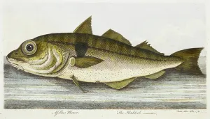 Fins Prints: The Haddock