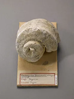 Fossile Prints: Harpagodes beaumonti (Gasteropode), Natural History Museum of Marseille