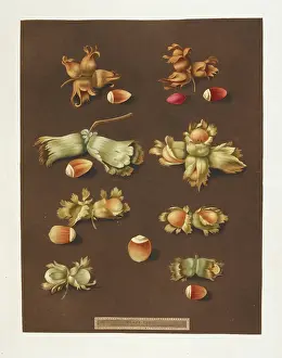 Hazelnut Prints: Hazelnuts
