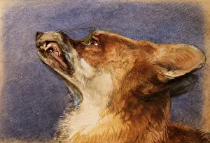 Renard Prints: Head of a Fox