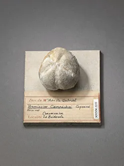 Hemiaster campechei (Echinodermes), Natural History Museum of Marseille