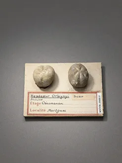 Fossile Prints: Hemiaster orbignyi (Echinodermes), Natural History Museum of Marseille