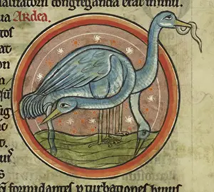 Electrical Eels Prints: Herons eating eels