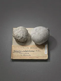 Fossile Prints: Holaster subglobosus (Echinodermes), Natural History Museum of Marseille