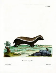 Honey Badger (coloured engraving) Honey Badger (coloured engraving)