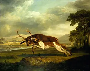 Stubbs Prints: A Hound attacking a stag