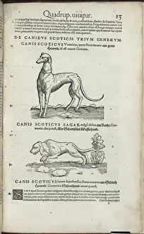 Greyhound Prints: Hounds