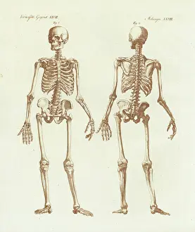 Bilderbuch Prints: Human skeleton from front and back