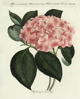 Hydrangea Prints: Hydrangea (large-leaved hydrangea)