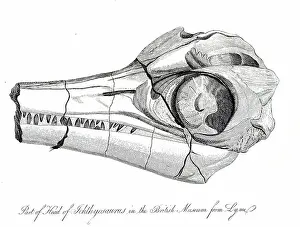 Reptilia Prints: Ichthyosaurus