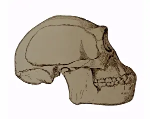 Indonesian Prints: Illustration depicting the Java Man Skull