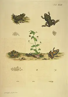 Amphibians Prints: Illustrations of frogs and spawn