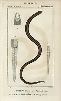 Guinee Prints: Indian python, python bora, Python molurus
