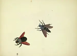 Invertebrate Prints: Two insects
