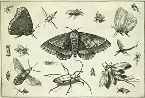 Moth Prints: Insects
