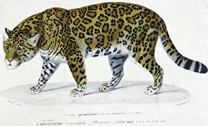 Jaguar Prints: Jaguar