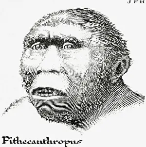 John The Elder Cleveley Prints: Java Man (print)