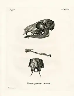 Teeth Prints: Java Mouse-Deer (coloured engraving)