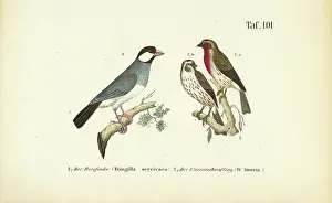 Sparrow Prints: Java Sparrow and Common Rosefinch, 1850 (lithography)
