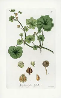 Java Umbel - Lithograph by J. Swan, based on an illustration by William Jackson Hooker (1785-1865), extract from Exotic Flora, Scotland, 1823 - Java pennywort, Hydrocotyle javanica (Nepal pennywort)