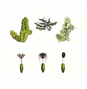 Petrus Apianus Prints: Jungermannia complanata, flat-leaved moss