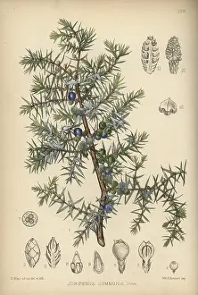 Juniperus Prints: Juniper tree, Juniperus communis