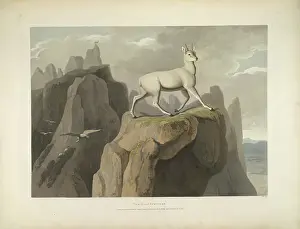 Antelope Prints: The Klips pringer