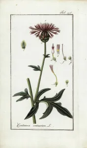 Large centauree (Centaurea centaurium). Lithograph from Afbeelding der Artseny-Gewassen by Johannes Zorn (1739-1799), Netherlands, 1796. Great centaury, Centaurea centaurium, native to Europe. Handcoloured copperplate botanical engraving from J