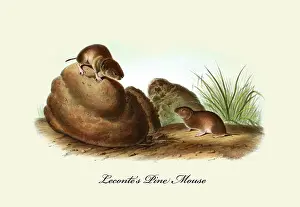 1850s Prints: Lecontes Pine Mouse