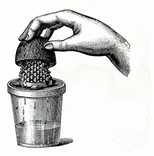 Appliance Prints: A lemon squeezer
