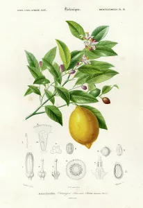 Lemon Prints: Lemon Tree (print)