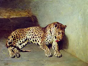 The Leopard
