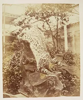 Panther Prints: The Leopard
