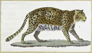Leopard Prints: Leopard