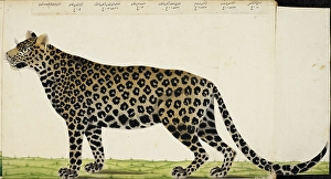 Leopard Panthera pardus