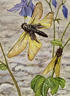 Arthropoda Prints: Libelloides macaronius, Ascalaphidae