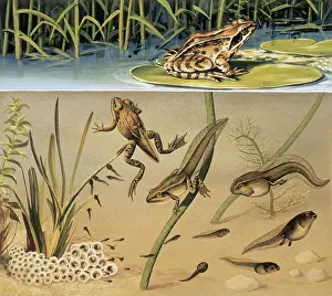 Metamorphosis Prints: Lifecycle of a frog