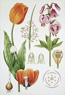Liliales