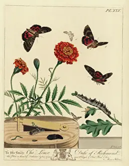 Lepidoptery Prints: Lime-speck pug, Eupithecia centaureata