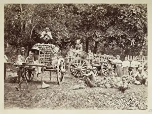 Pineapples Prints: Loading harvested pineapples onto carts