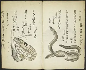 Crustacean Prints: Lobsters and eels